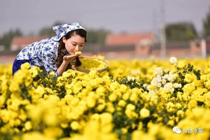 云臺冰菊基地發生了什么？一批批領導專家團隊前來！